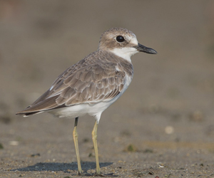 Хиазат (Зэвэн хиазат)
